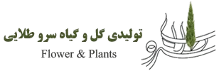 Sarve Talayi